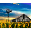 RGS Sunflowers Clarens1500