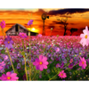 RGS Cosmos in Parys 1500pcs