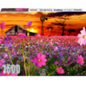 RGS Cosmos in Parys 1500pcs