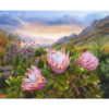 RGS Pink Proteas 1000