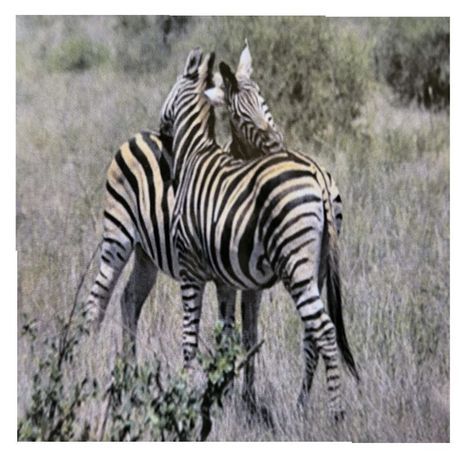 Diamond Painting DIY Kit - Full Drill Square Dot - Zebra 50 x 65 cm